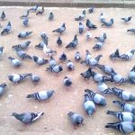 stockvault-pigeons-on-ground128980