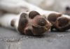 Câmara aprova em 1ª votação projeto que obriga prestação de socorro a animais atropelados