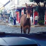 Animal solto 1