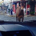 Animal solto 1