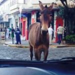 Animal solto 1