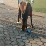 Animal solto 2