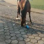 Animal solto 2