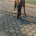 Animal solto 2