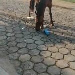 Animal solto 2