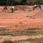 Animal solto 4