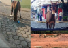 Multa por soltar animais de médio e grande porte é aprovada