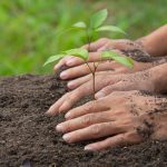 close up picture of hand holding planting the sapling of the plant