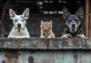 São Lourenço institui Semana de Conscientização e Proteção dos Direitos dos Animais